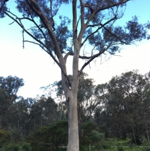 Eucalyptus albens at Jack Perry Reserve - 23 Sep 2020 04:00 PM