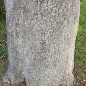 Eucalyptus albens at Wodonga, VIC - 23 Sep 2020