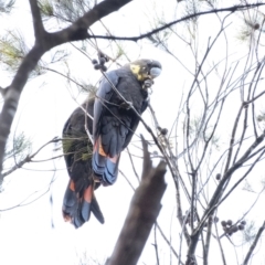 Calyptorhynchus lathami lathami (Glossy Black-Cockatoo) at Penrose - 2 Jun 2020 by Aussiegall