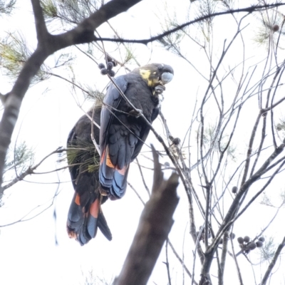 Calyptorhynchus lathami lathami (Glossy Black-Cockatoo) at Wingecarribee Local Government Area - 1 Jun 2020 by Aussiegall