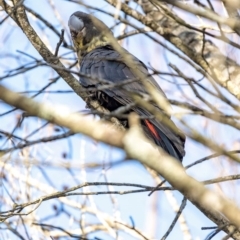 Calyptorhynchus lathami lathami at Penrose - 2 Jun 2020