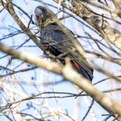 Calyptorhynchus lathami lathami at Penrose - suppressed