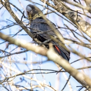 Calyptorhynchus lathami lathami at Penrose - suppressed