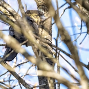 Calyptorhynchus lathami lathami at Penrose - 2 Jun 2020