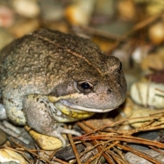 Limnodynastes dumerilii (Eastern Banjo Frog) at Wingecarribee Local Government Area - 3 Sep 2020 by Aussiegall