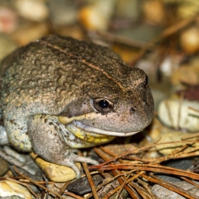 Limnodynastes dumerilii (Eastern Banjo Frog) at Penrose - 3 Sep 2020 by Aussiegall