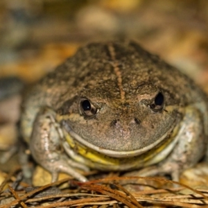 Limnodynastes dumerilii at Penrose - 3 Sep 2020