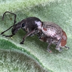 Perperus sp. (Unidentified Perperus weevil) at Wattamolla, NSW - 17 Sep 2020 by WattaWanderer