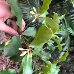 Pittosporum revolutum (Large-fruited Pittosporum) at Wattamolla, NSW - 18 Sep 2020 by WattaWanderer