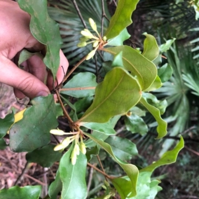 Pittosporum revolutum (Large-fruited Pittosporum) at Wattamolla, NSW - 17 Sep 2020 by WattaWanderer