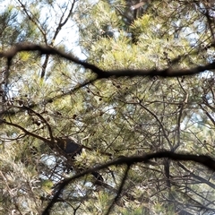 Calyptorhynchus lathami (Glossy Black-Cockatoo) at Wingecarribee Local Government Area - 5 Sep 2020 by Aussiegall