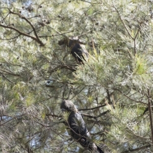 Calyptorhynchus lathami lathami at Penrose - 5 Sep 2020