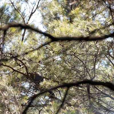 Calyptorhynchus lathami lathami (Glossy Black-Cockatoo) at Penrose - 5 Sep 2020 by Aussiegall