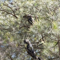 Calyptorhynchus lathami lathami at Penrose - suppressed