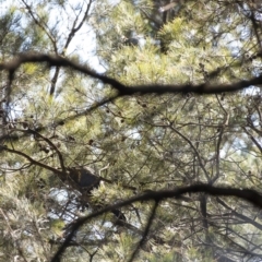 Calyptorhynchus lathami at Penrose - 5 Sep 2020