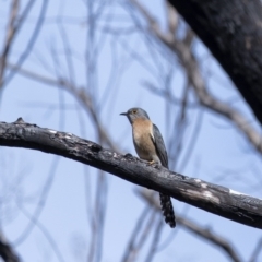 Cacomantis flabelliformis (Fan-tailed Cuckoo) at Bundanoon, NSW - 12 Sep 2020 by Aussiegall