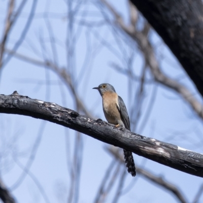 Cacomantis flabelliformis (Fan-tailed Cuckoo) at Bundanoon - 12 Sep 2020 by Aussiegall