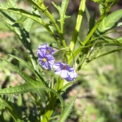 Solanum aviculare (Kangaroo Apple) at Wingecarribee Local Government Area - 12 Sep 2020 by Aussiegall