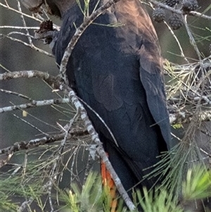 Calyptorhynchus lathami lathami at Wingello, NSW - 14 Sep 2020