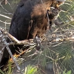 Calyptorhynchus lathami lathami at Wingello, NSW - 14 Sep 2020