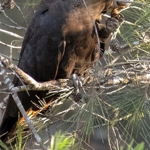 Calyptorhynchus lathami lathami at Wingello, NSW - suppressed