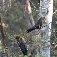 Calyptorhynchus lathami lathami at Wingello, NSW - suppressed