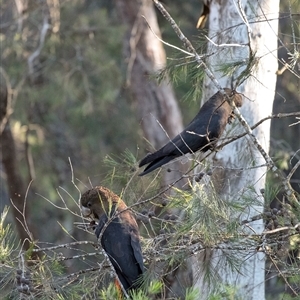 Calyptorhynchus lathami lathami at Wingello, NSW - 14 Sep 2020