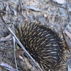 Tachyglossus aculeatus (Short-beaked Echidna) at Wingello - 14 Sep 2020 by Aussiegall