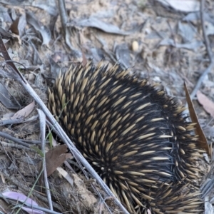 Tachyglossus aculeatus at Wingello, NSW - 14 Sep 2020