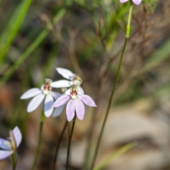 Caladenia carnea (Pink Fingers) at Wingecarribee Local Government Area - 15 Sep 2020 by Aussiegall