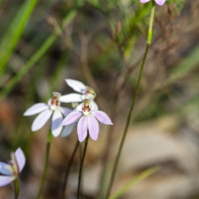 Caladenia carnea (Pink Fingers) at Penrose - 15 Sep 2020 by Aussiegall