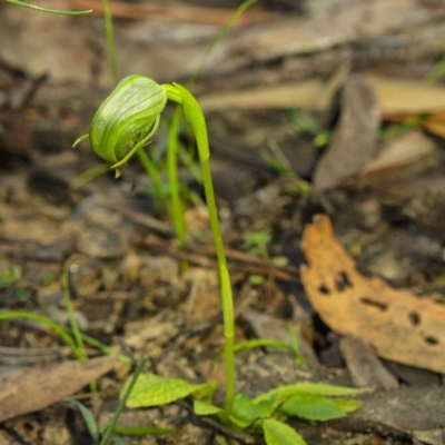 Pterostylis nutans (Nodding Greenhood) at Penrose - 15 Sep 2020 by Aussiegall