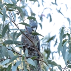 Callocephalon fimbriatum (Gang-gang Cockatoo) at Penrose - 15 Sep 2020 by Aussiegall