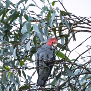 Callocephalon fimbriatum at Penrose, NSW - suppressed