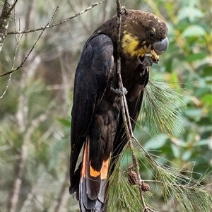 Calyptorhynchus lathami lathami at Penrose - suppressed