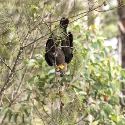 Calyptorhynchus lathami lathami (Glossy Black-Cockatoo) at Penrose, NSW - 16 Sep 2020 by Aussiegall
