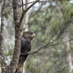 Calyptorhynchus lathami lathami at Penrose - 17 Sep 2020