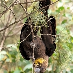 Calyptorhynchus lathami lathami at Penrose - suppressed