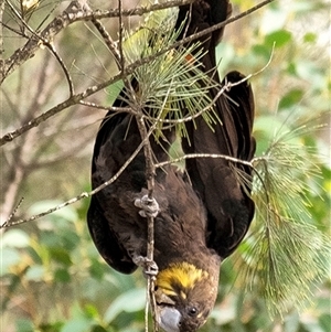 Calyptorhynchus lathami lathami at Penrose - suppressed