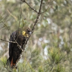 Calyptorhynchus lathami lathami at Penrose - 17 Sep 2020