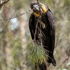 Calyptorhynchus lathami lathami at Penrose - suppressed