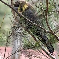 Calyptorhynchus lathami lathami at Penrose - suppressed