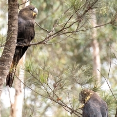 Calyptorhynchus lathami lathami at Penrose - suppressed