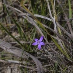 Glossodia minor (Small Wax-lip Orchid) at Wingecarribee Local Government Area - 17 Sep 2020 by Aussiegall