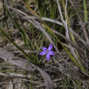 Glossodia minor at Penrose - 17 Sep 2020