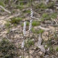 Epacris pulchella (Wallum Heath) at Penrose, NSW - 17 Sep 2020 by Aussiegall