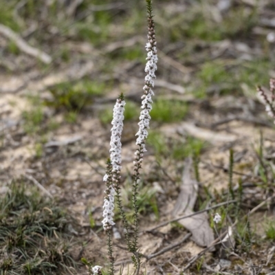 Epacris pulchella (Wallum Heath) at Wingecarribee Local Government Area - 17 Sep 2020 by Aussiegall