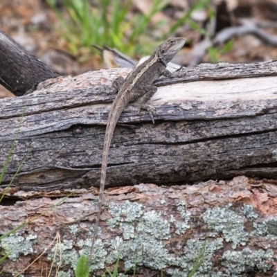 Amphibolurus muricatus (Jacky Lizard) at Wingecarribee Local Government Area - 17 Sep 2020 by Aussiegall