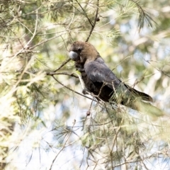 Calyptorhynchus lathami (Glossy Black-Cockatoo) at Penrose - 21 Sep 2020 by Aussiegall