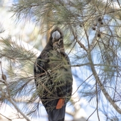 Calyptorhynchus lathami lathami at Penrose - suppressed